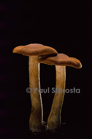Cortinarius orellanus (cortinaire couleur de roucou)