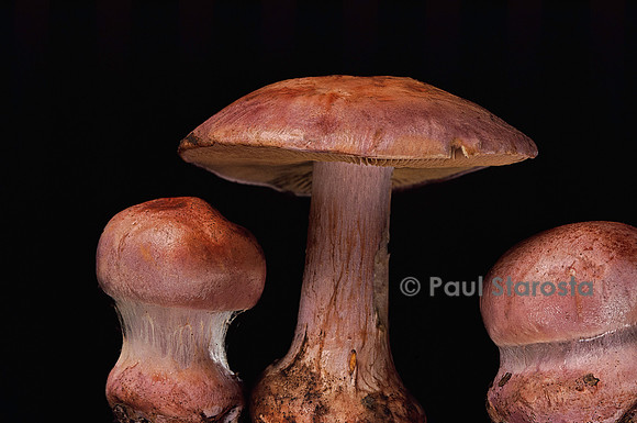 Cortinarius rufoolivaceus (cortinaire)