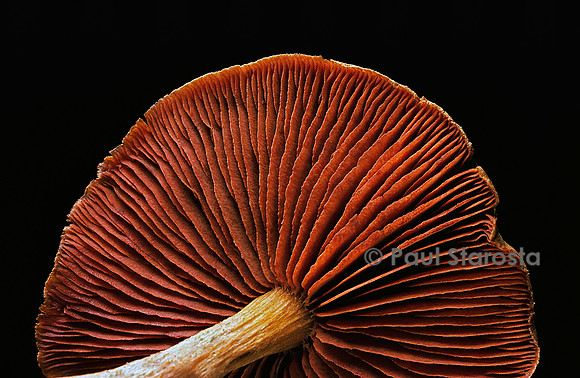 Cortinarius semisanguineus (cortinaire semi-sanguin)