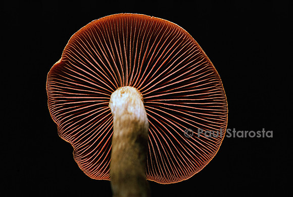 Cortinarius semisanguineus (cortinaire semi-sanguin)