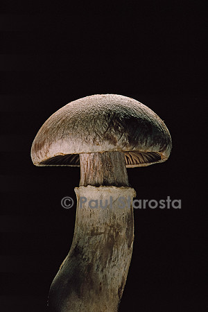 Cortinarius torvus (cortinaire farouche)
