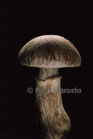 Cortinarius torvus (cortinaire farouche)