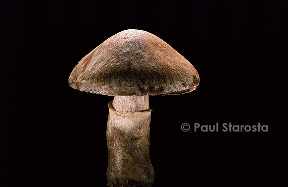 Cortinarius torvus (cortinaire farouche)