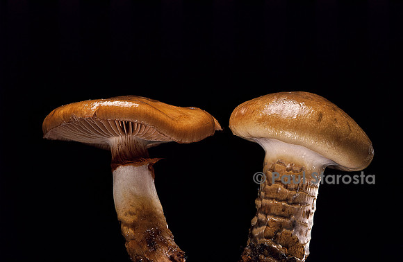 Cortinarius trivialis (cortinaire graisseux)