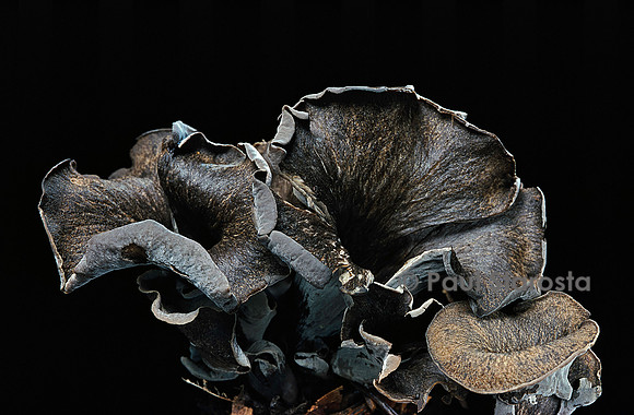 Craterellus cornucopioides (trompette des morts)