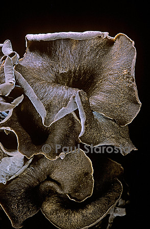 Craterellus cornucopioides (trompette des morts)