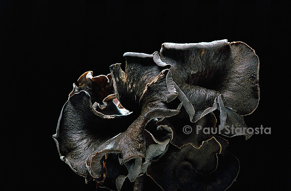 Craterellus cornucopioides (trompette des morts)