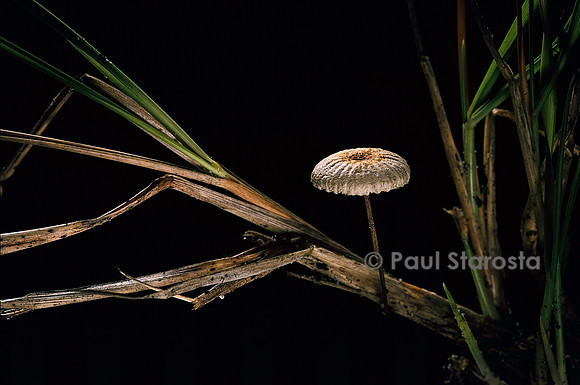 Crinipellis scabella (marasme)