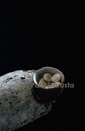 Crucibulum laeve (nid d'oiseau)