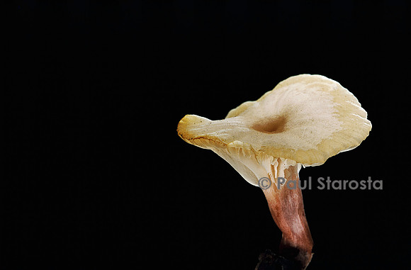 Cuphophyllus niveus f. roseipes