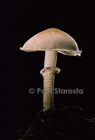 Cystoderma carcharias (cystoderme dentelé)