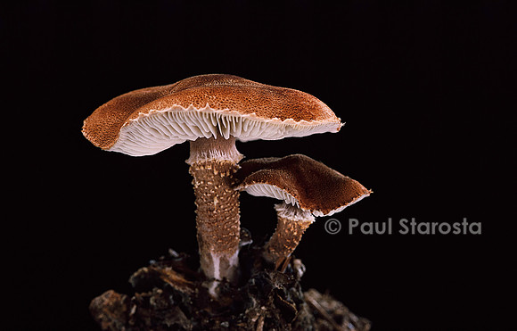 Cystodermella cinnabarina (cystoderme cinabre)