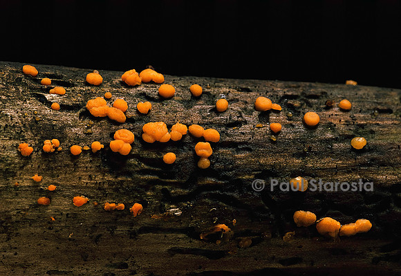 Dacrymyces stillatus (trémelle)