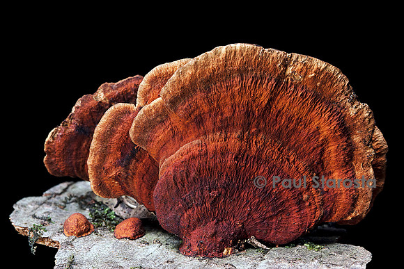 Daedaleopsis confragosa var. tricolor