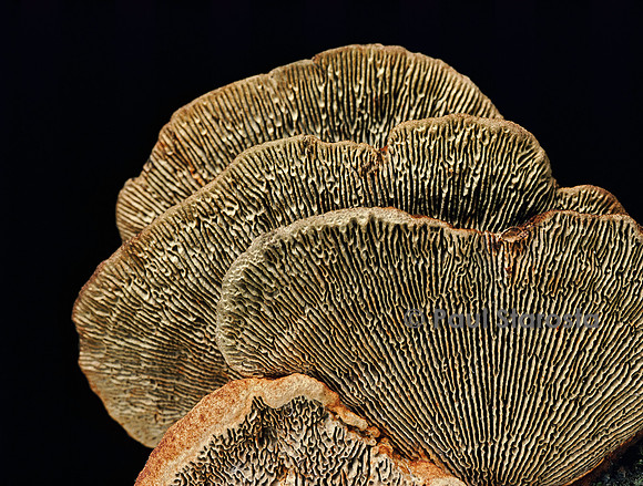 Daedaleopsis confragosa var. tricolor