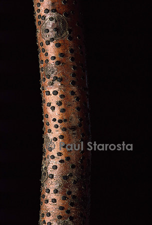 Diatrype disciformis