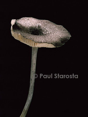 Entoloma mougeotii (entolome de Mougeot)