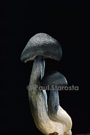 Entoloma nitidum (entolome brillant)
