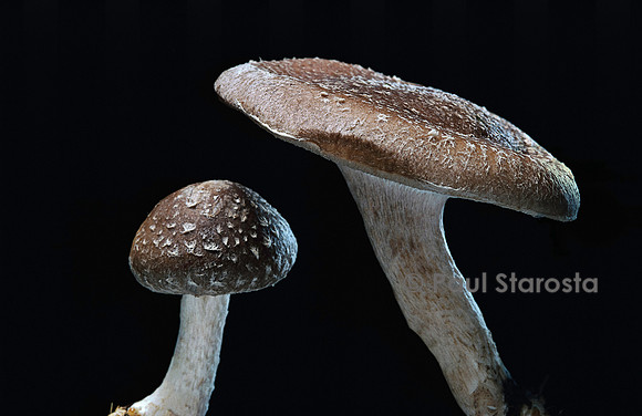 Lentinula edodes (Shii-Také)
