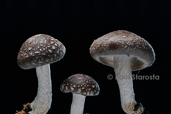Lentinula edodes (Shii-Také)