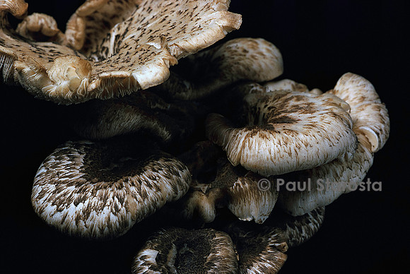 Lentinus tigrinus (lentin tigre)