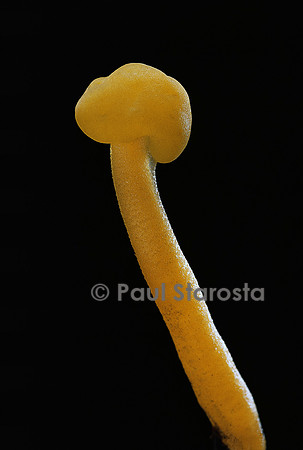 Leotia lubrica
