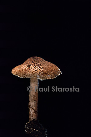 Lepiota ignipes (lépiote)