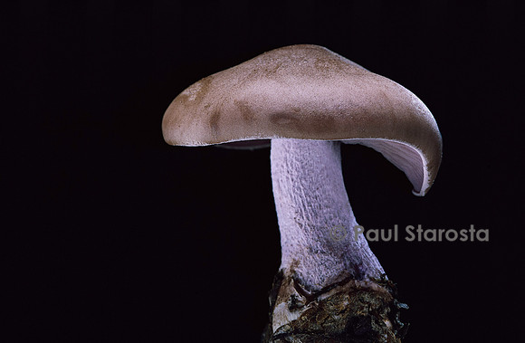 Lepista nuda (pied bleu)