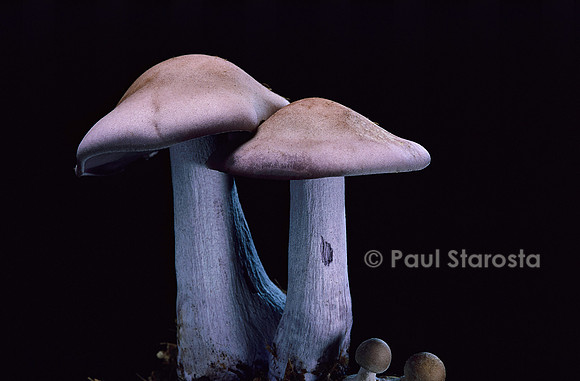 Lepista nuda (pied bleu)