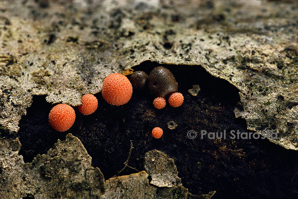 Lycogala epidendrum (lait de loup)