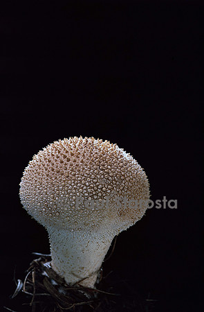 Lycoperdon perlatum (vesse de loup perlée)