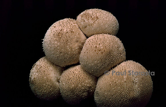Lycoperdon sp. (vesse de loup)
