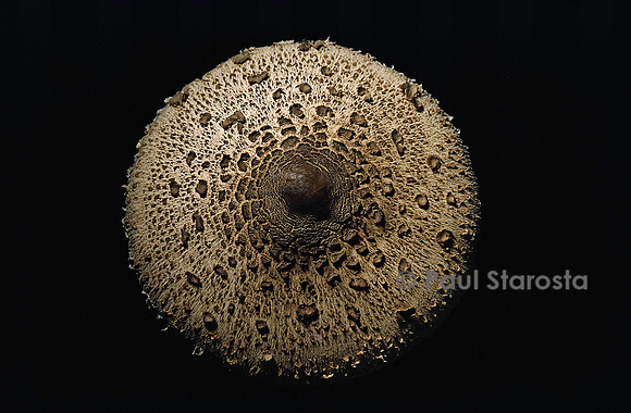 Macrolepiota procera (coulemelle)
