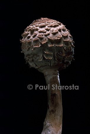 Macrolepiota rhacodes (lépiote déguenillée)