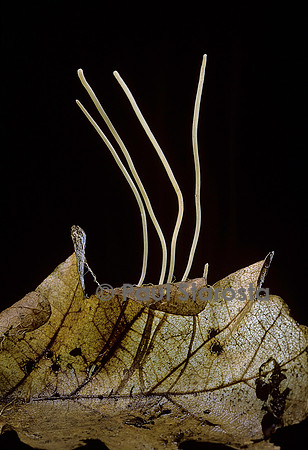 Macrotyphula filiformis