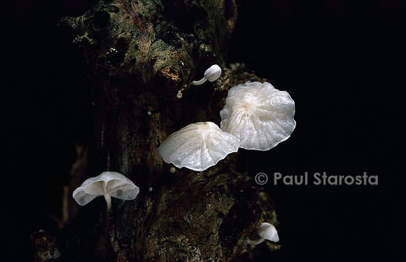 Marasmiellus candidus (marasme blanc)