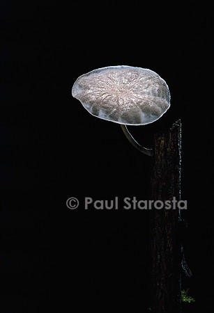 Marasmiellus candidus (marasme blanc)