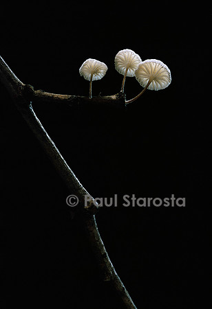 Marasmiellus ramealis (marasme des ramilles)