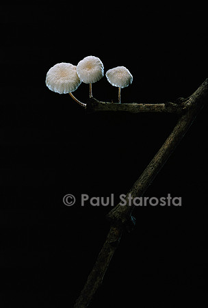 Marasmiellus ramealis (marasme des ramilles)