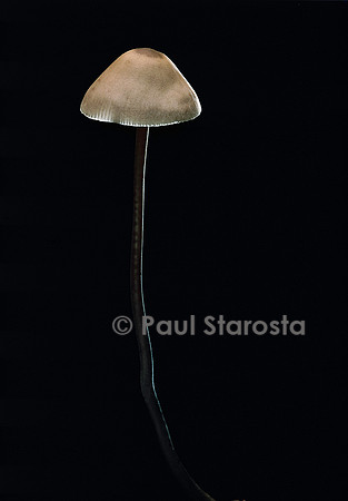 Marasmius alliaceus (marasme à odeur d’ail)