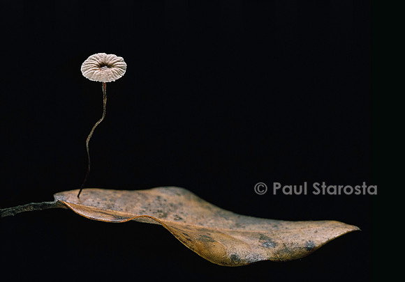 Marasmius quercophilus (marasme)