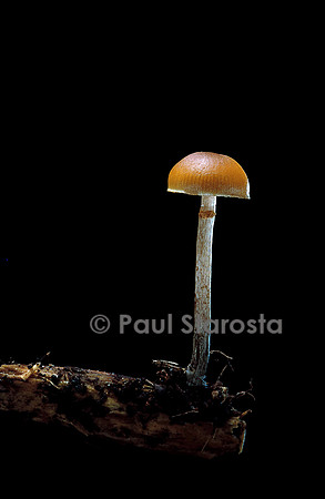 Galerina marginata (galère marginée)