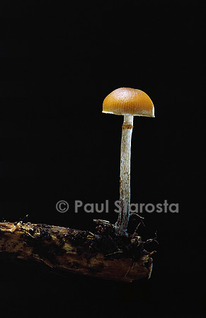 Galerina marginata (galère marginée)