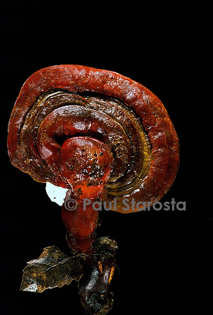Ganoderma lucidum (polypore laqué)