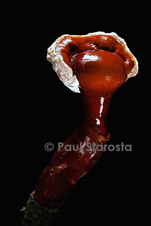 Ganoderma lucidum (polypore laqué)