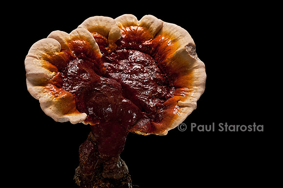 Ganoderma lucidum (reishi)