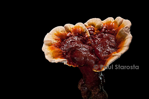Ganoderma lucidum (reishi)