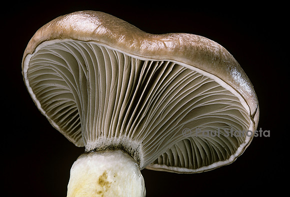 Gomphidius glutinosus (gomphide glutineux)