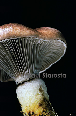 Gomphidius glutinosus (gomphide glutineux, mufle de vache)
