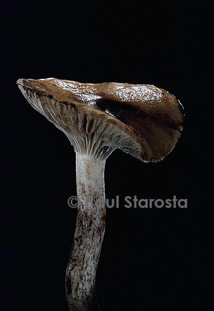 Gomphidius maculatus (gomphide taché)